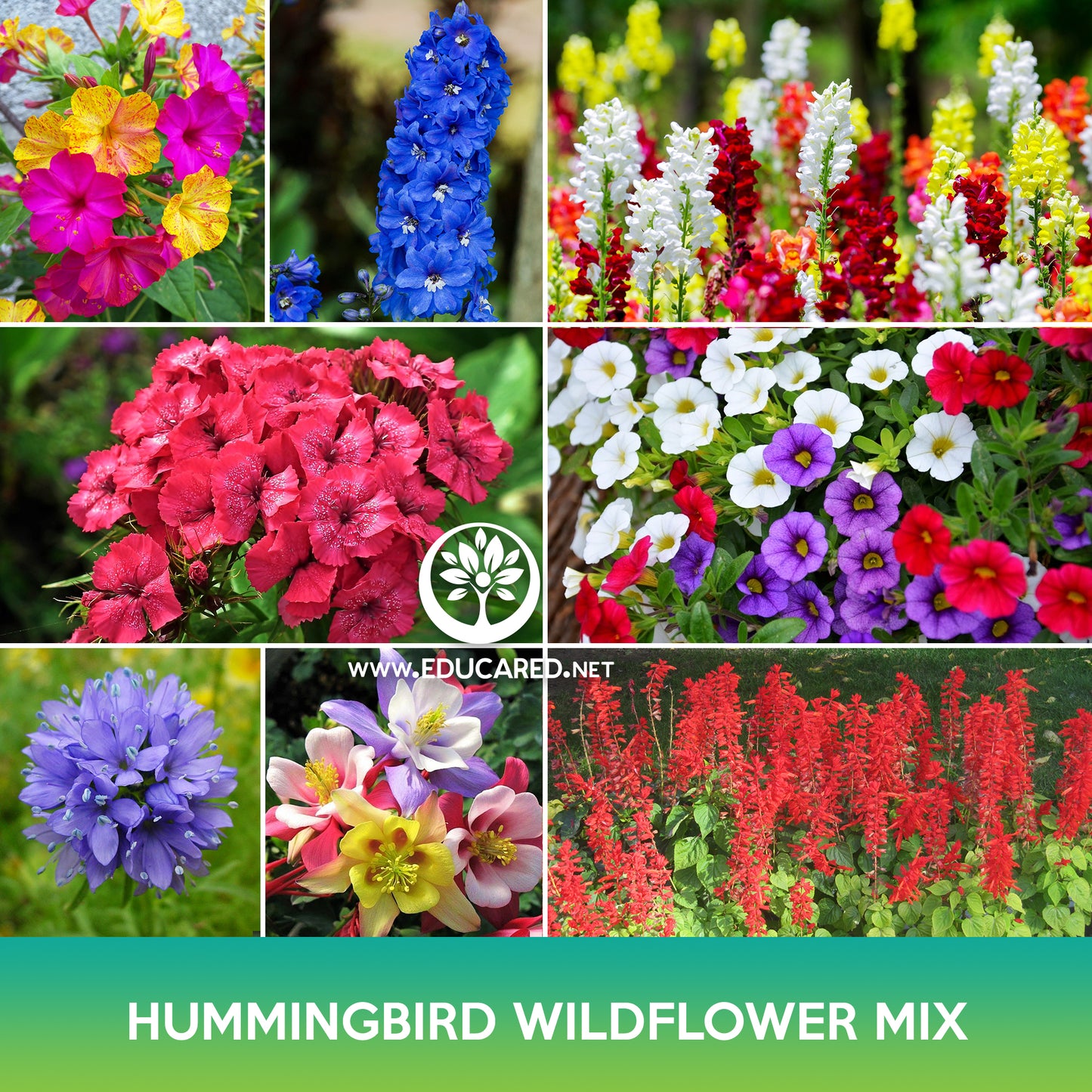 Hummingbird Wildflowers Mix Seeds