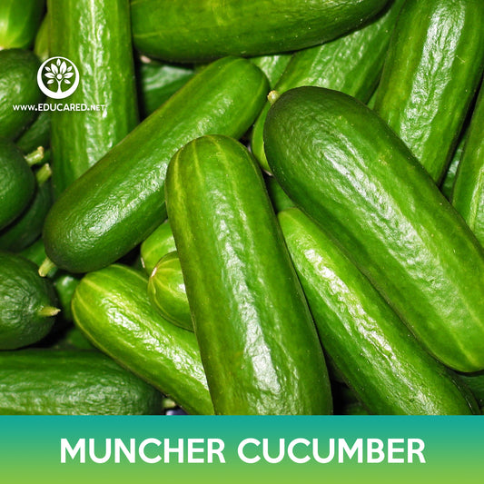 Muncher Cucumber Seed