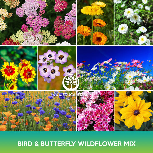 Bird and Butterfly Wildflowers Mix Seeds