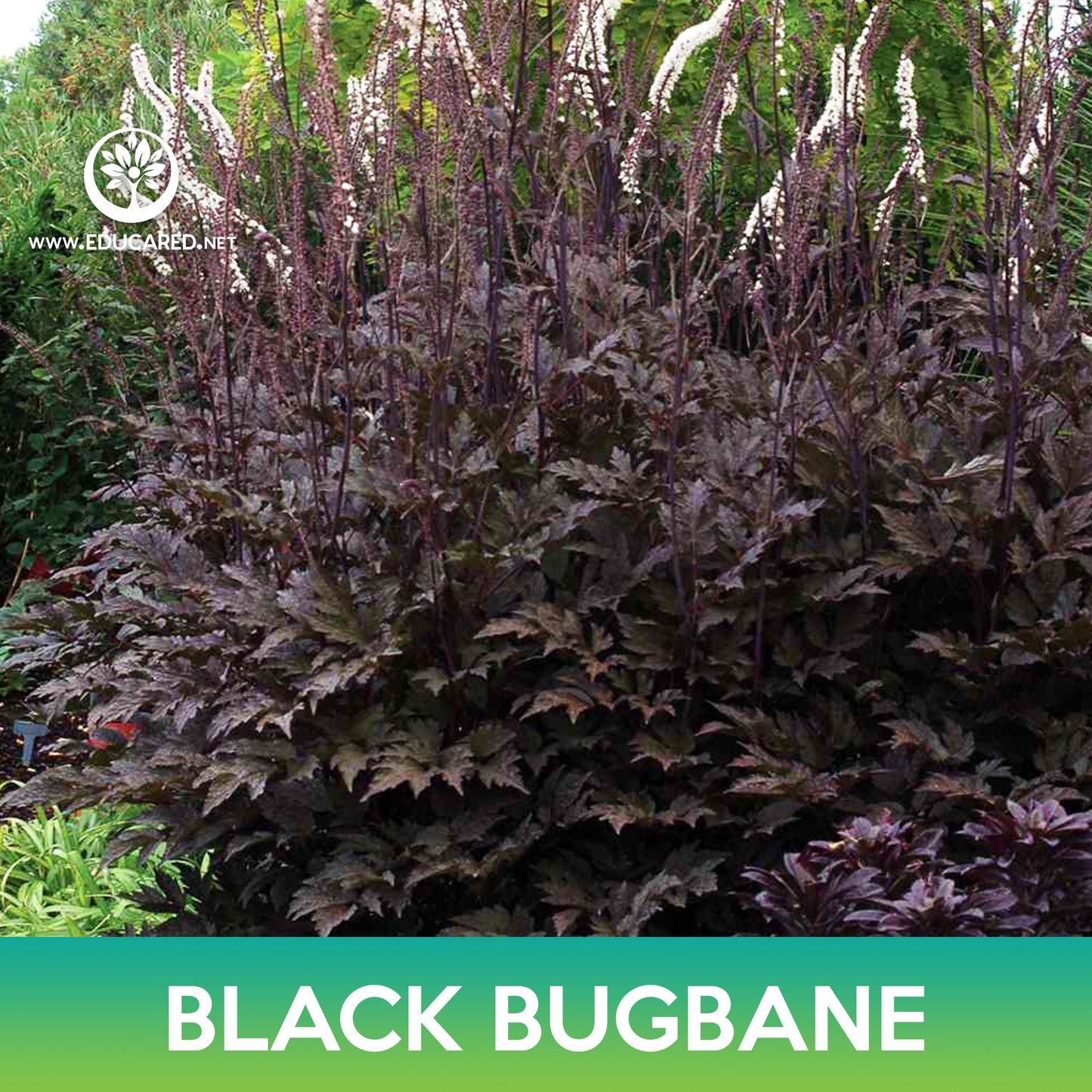 Black Bugbane Seeds, Cimicifuga Ramosa Atropurpurea