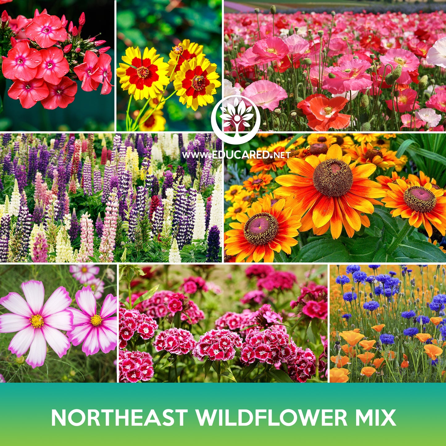 Northeast Wildflower Mix Seeds