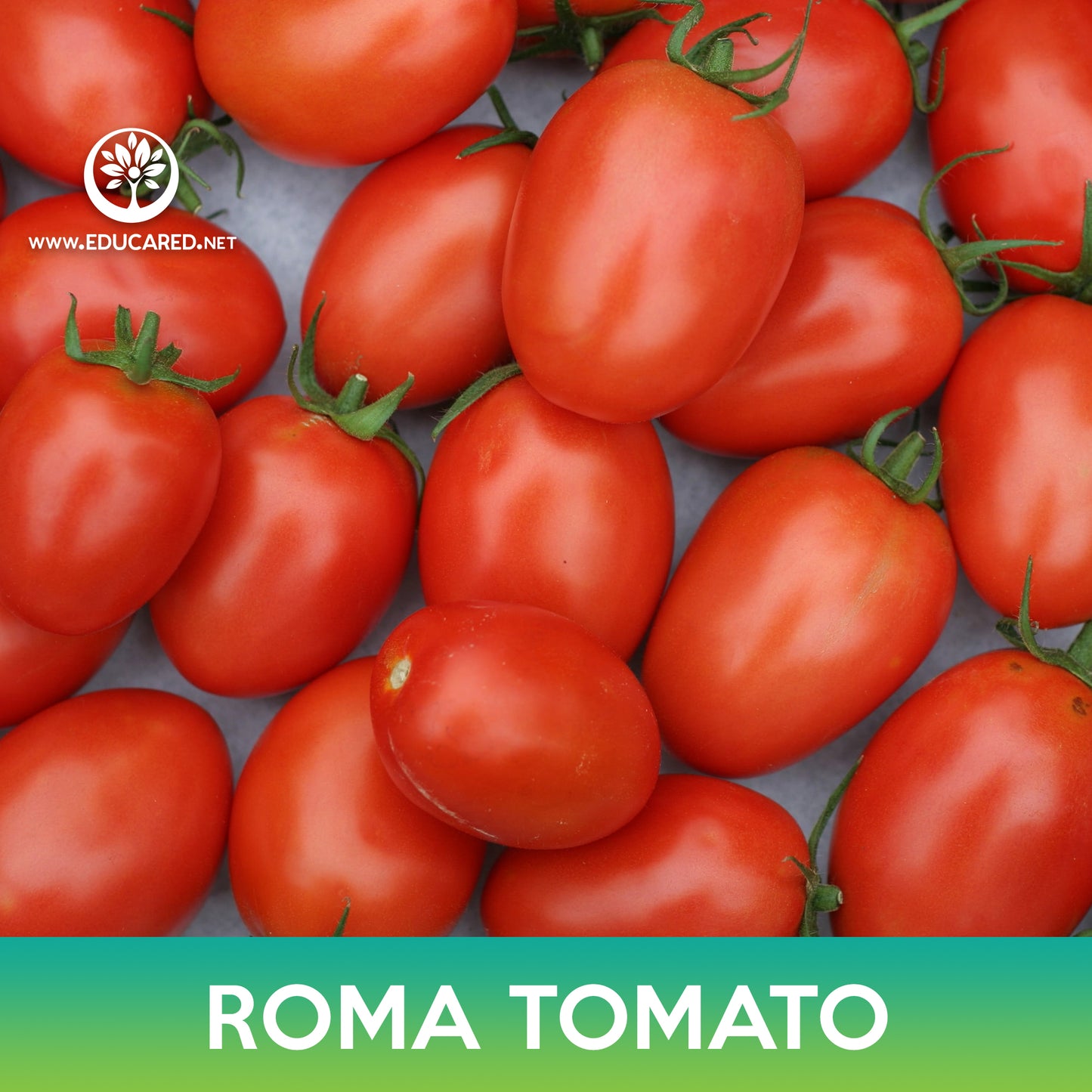 Roma Tomato Seeds