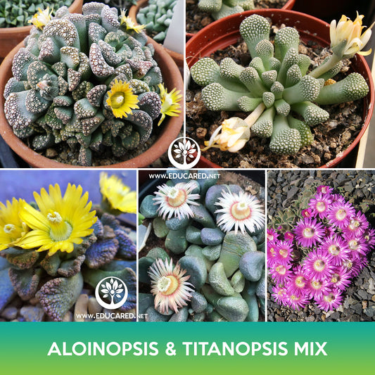 Aloinopsis & Titanopsis Succulents Mix Seeds