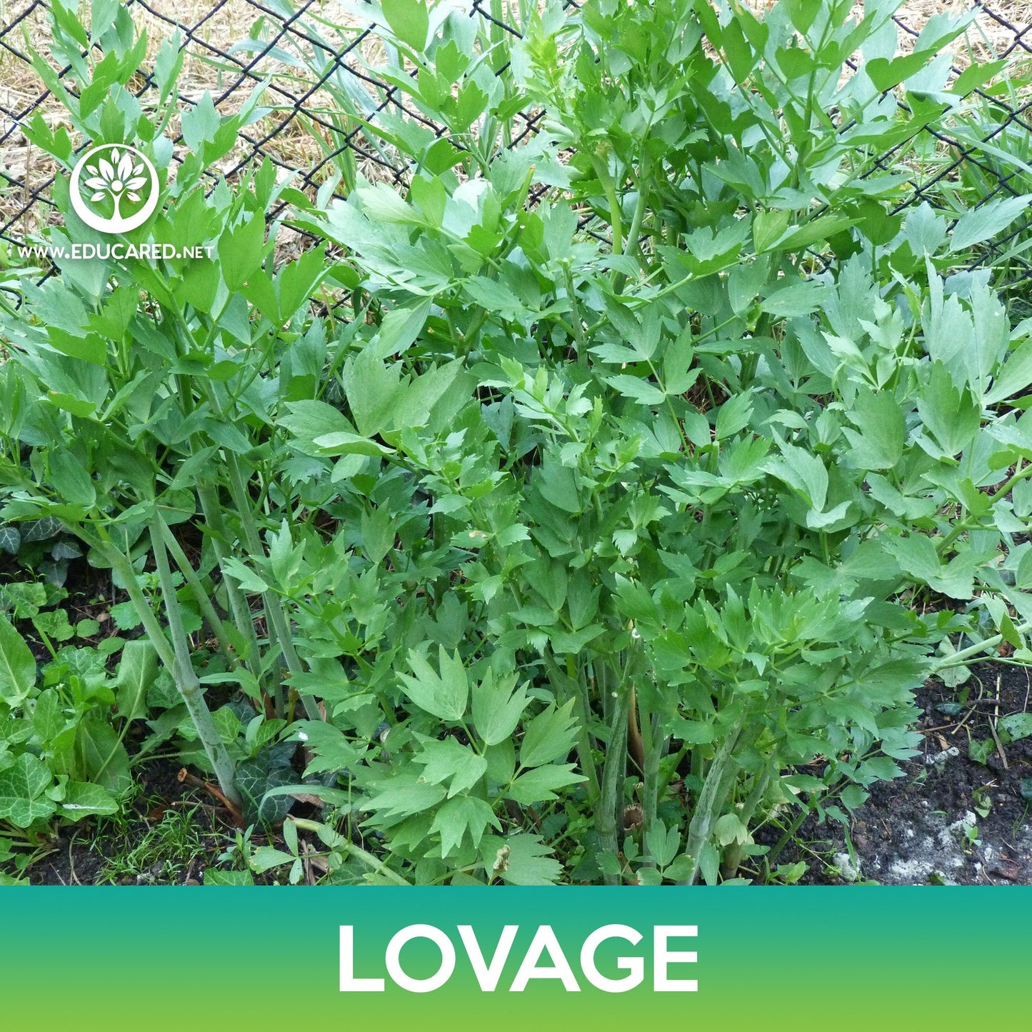 Lovage Seeds, Levisticum officinale