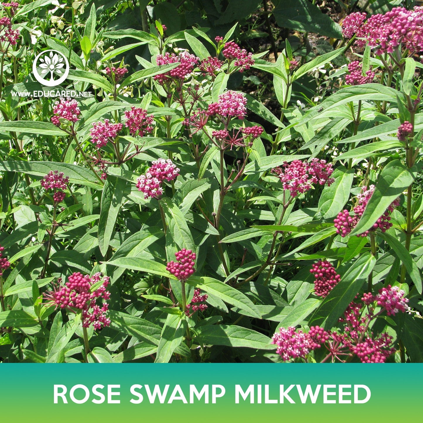 Rose Swamp Milkweed Seeds, Asclepias incarnata