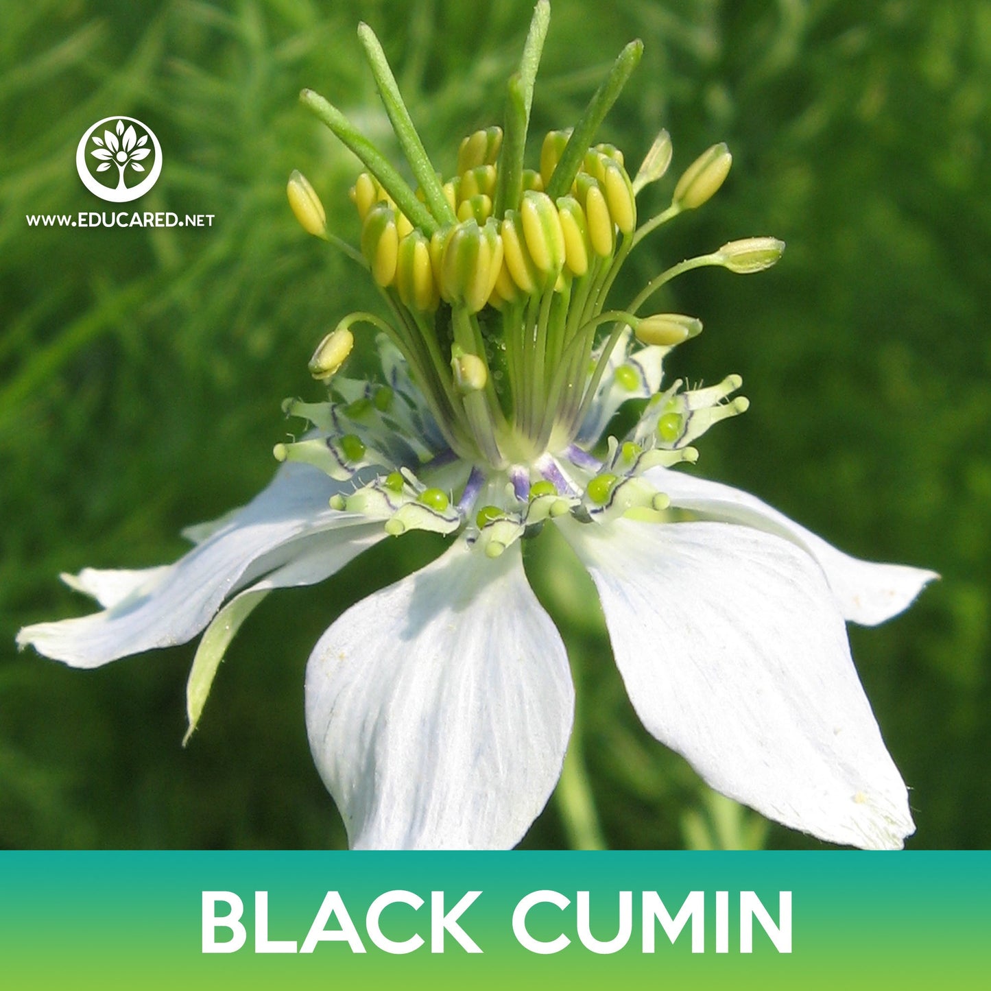 Black Cumin Seeds, Nigella sativa
