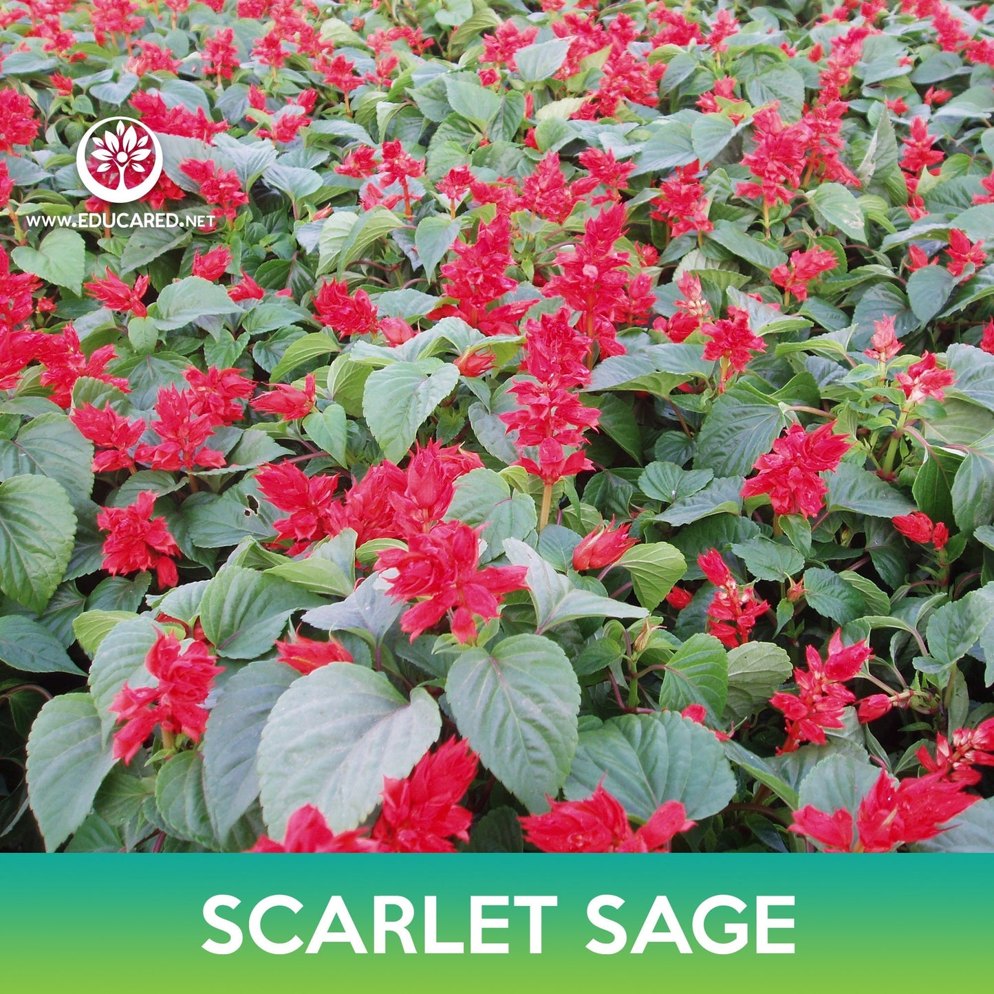 Scarlet Sage Seeds, Blood Sage, Salvia coccinea