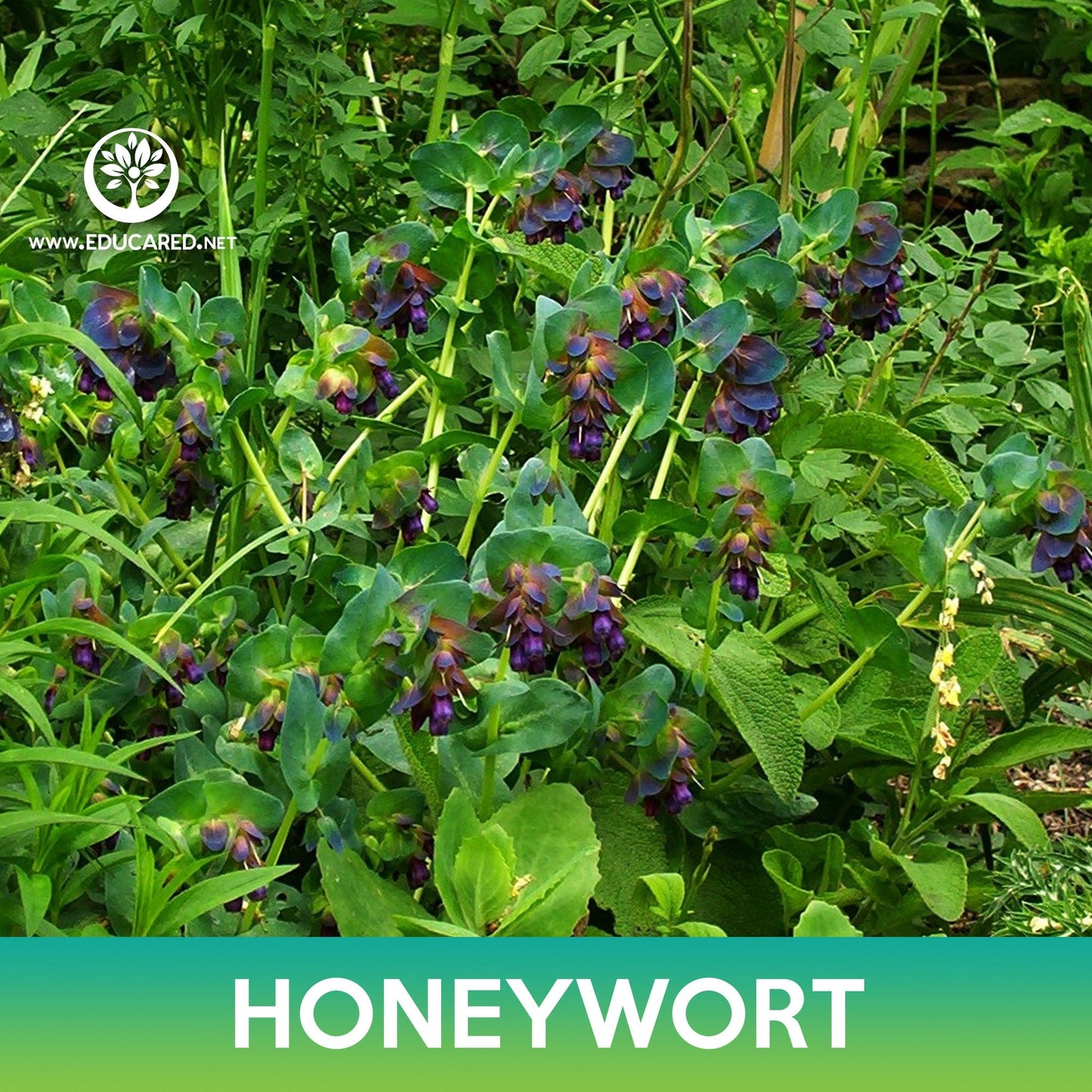 Honeywort Flower Seeds, Kiwi Blue Cerinthe, Cerinthe major purpurascens