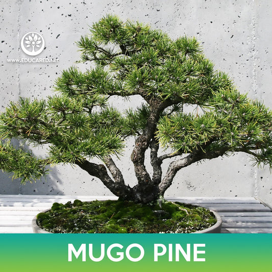 Mugo Pine Seeds, Swiss Mountain Pine, Pinus mugo