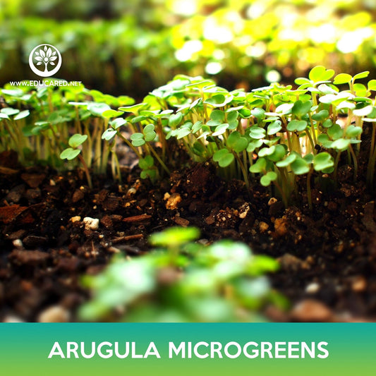Slow Bolt Arugula Microgreens Seeds