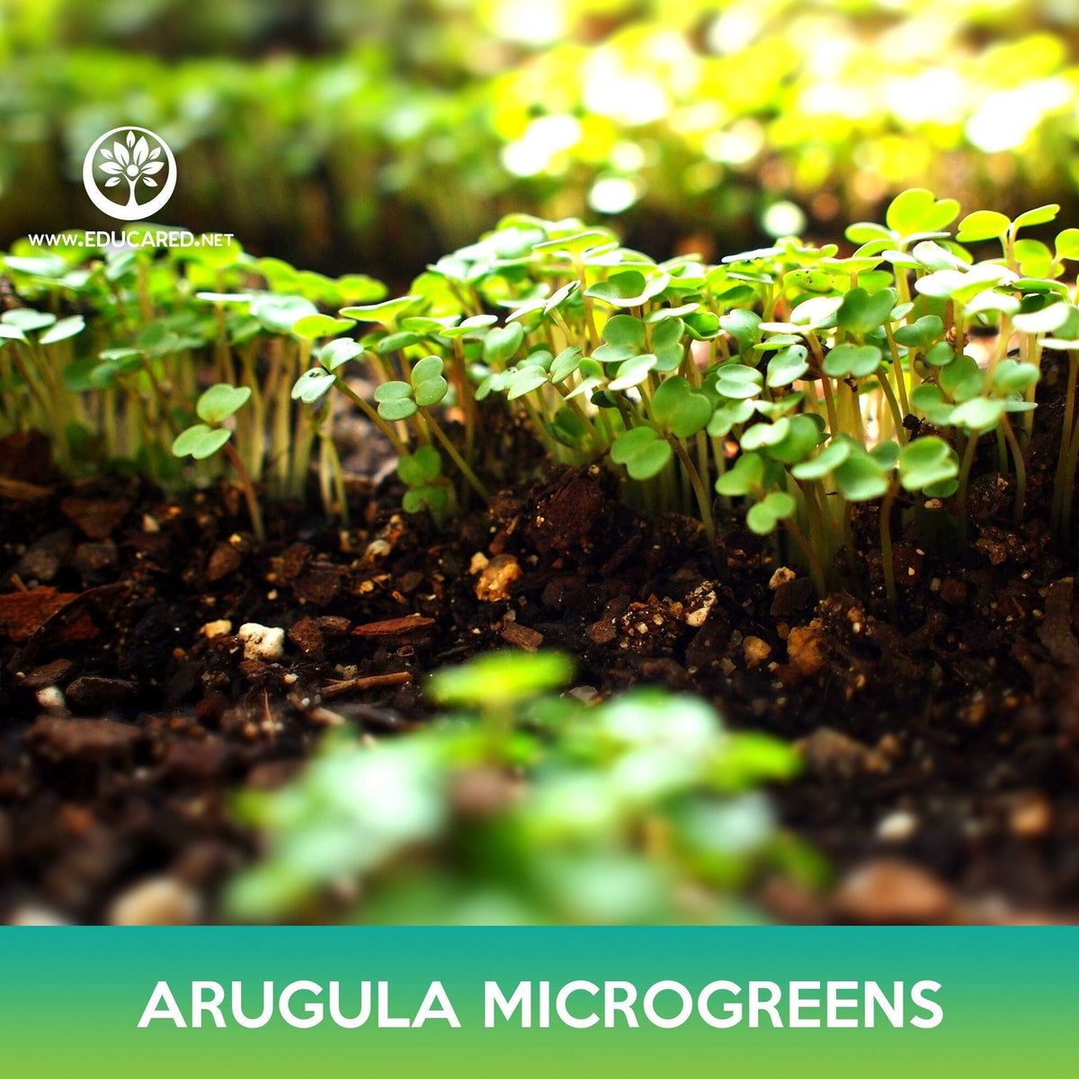15+ Arugula Microgreen Slow Bolt Arugula Microgreens Seeds – Educared