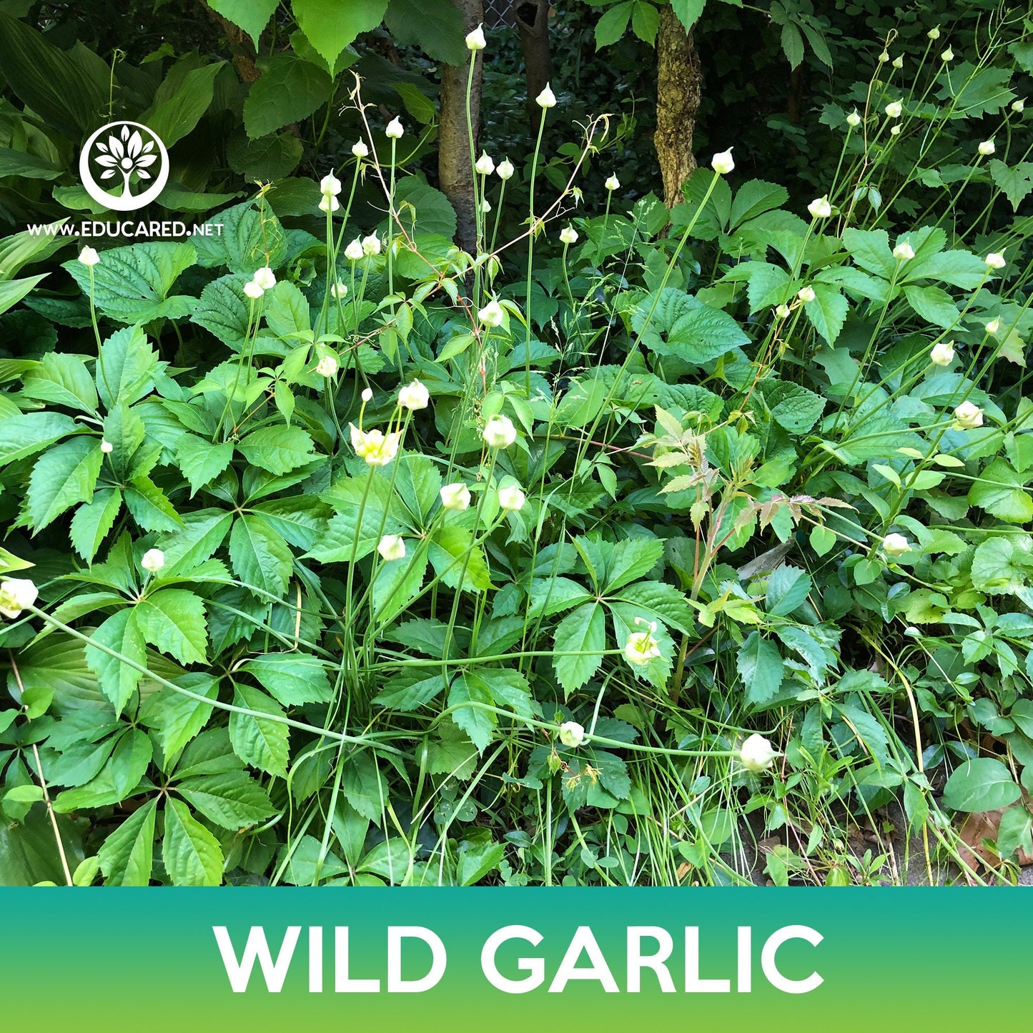 Wild Garlic Seeds, Canadian Garlic, Allium canadense