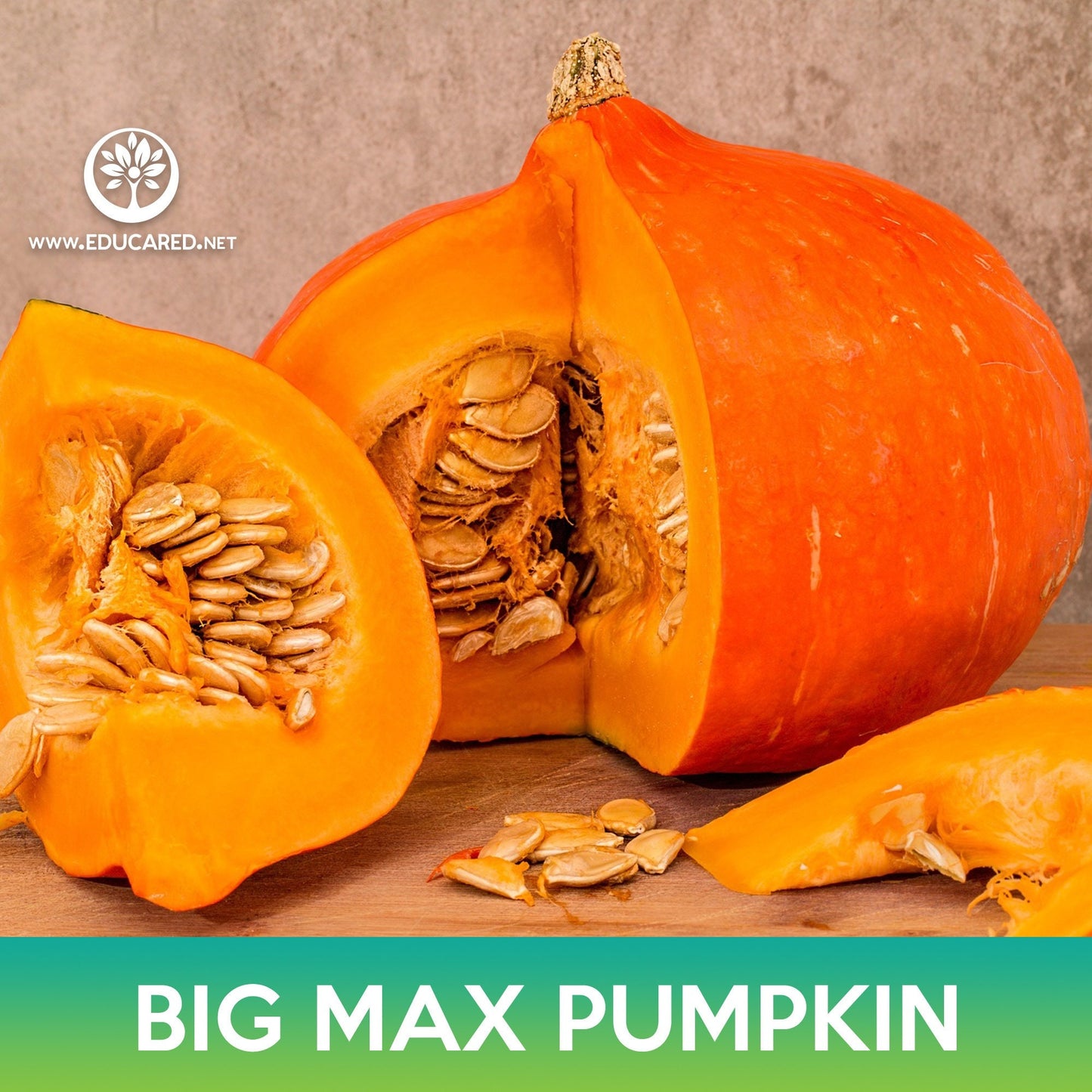 Big Max Pumpkin Seeds, Cucurbita maxima