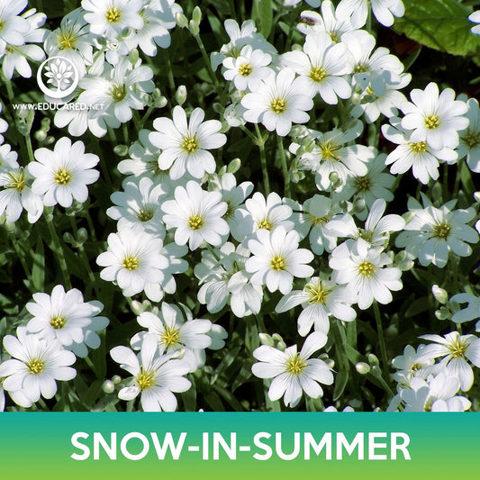 Snow-In-Summer Flower Seeds, Cerastium biebersteinii