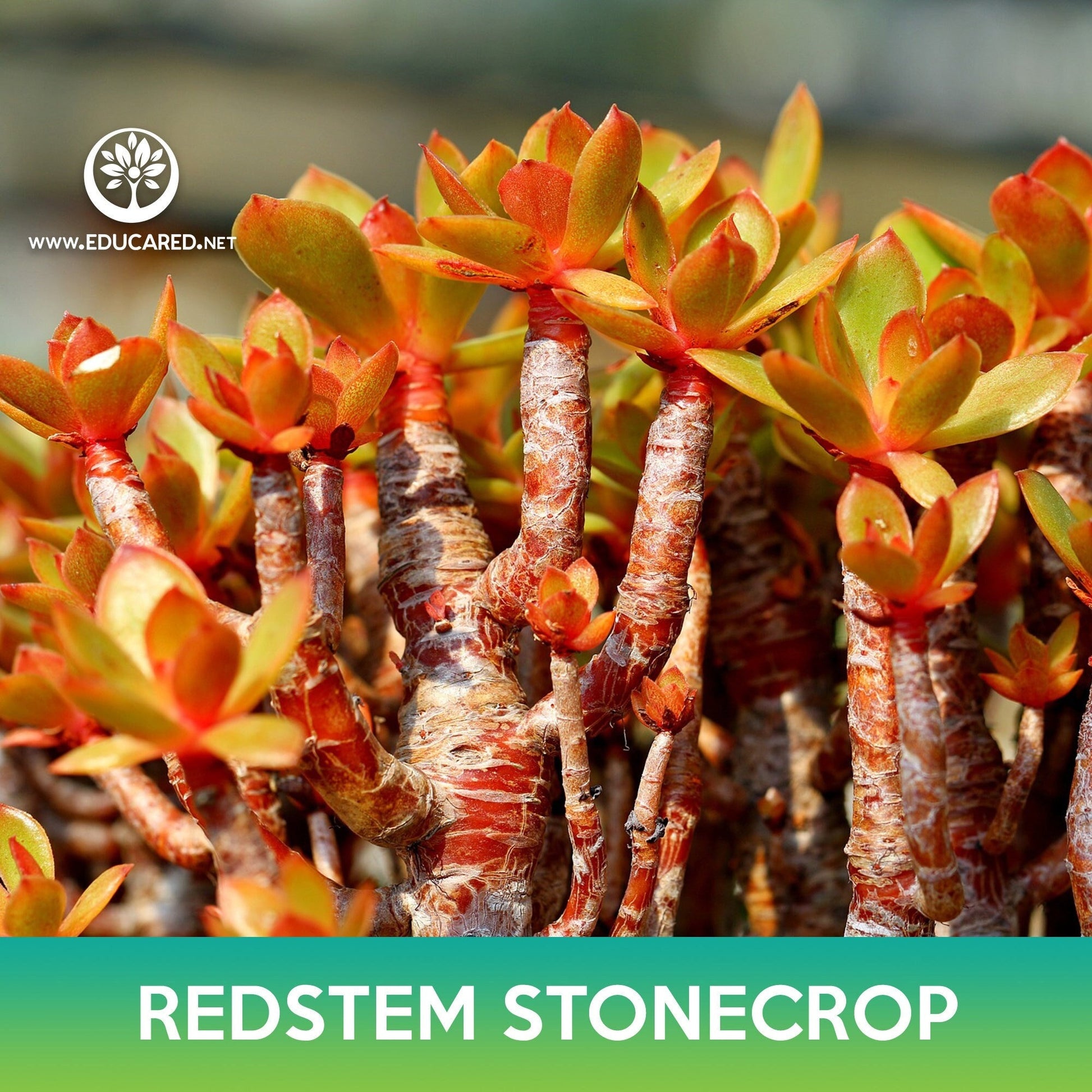 red crassula succulent Red-Stem Crassula Succulent Mix Seeds – Educared