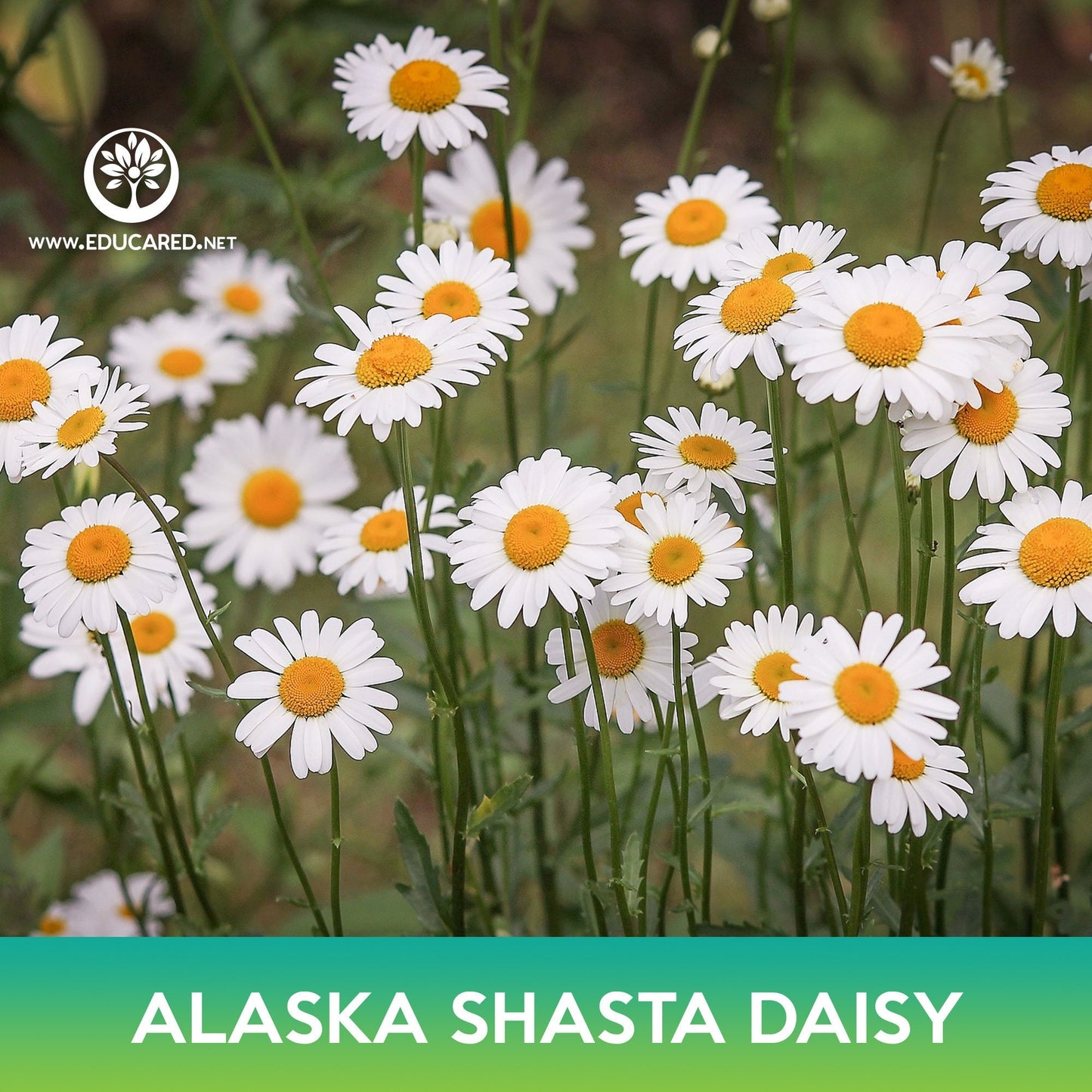 Alaska Shasta Daisy Flower Seeds