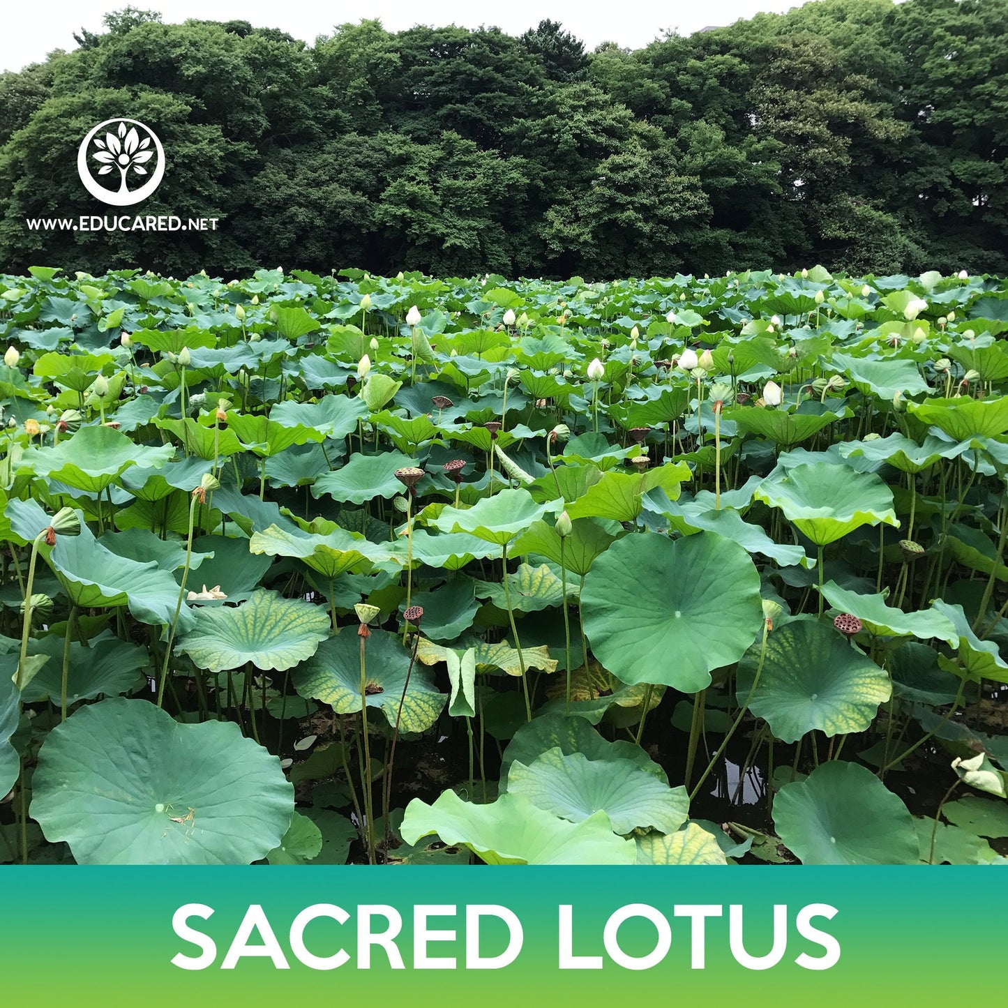 Sacred Lotus Seeds