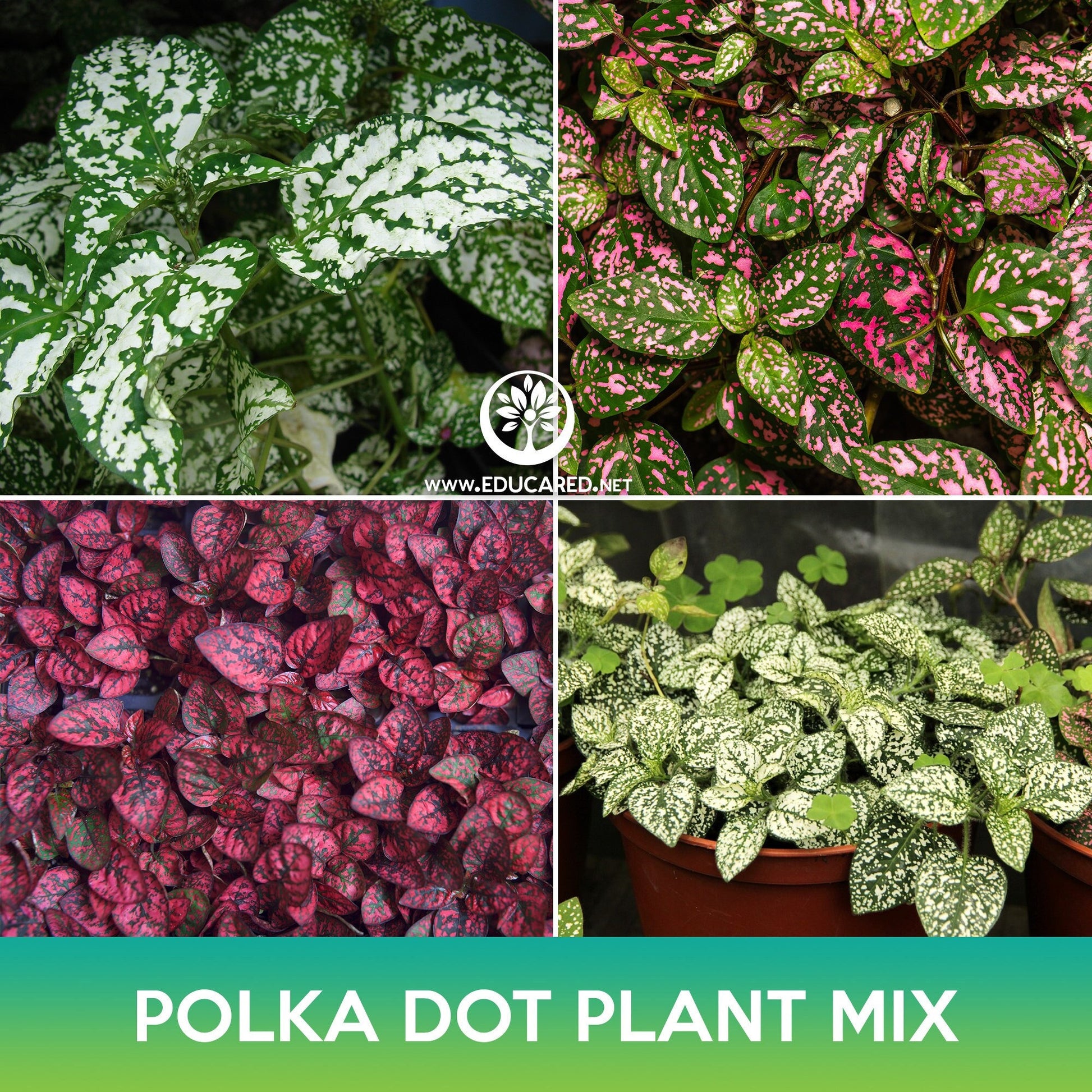 polka dot plant seeds Polka Dot Plant Mix Seeds – Educared
