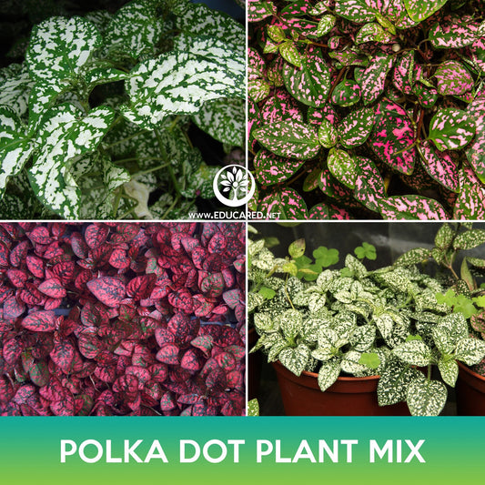 Polka Dot Plant Mix Seeds, Hypoestes Phyllostachya
