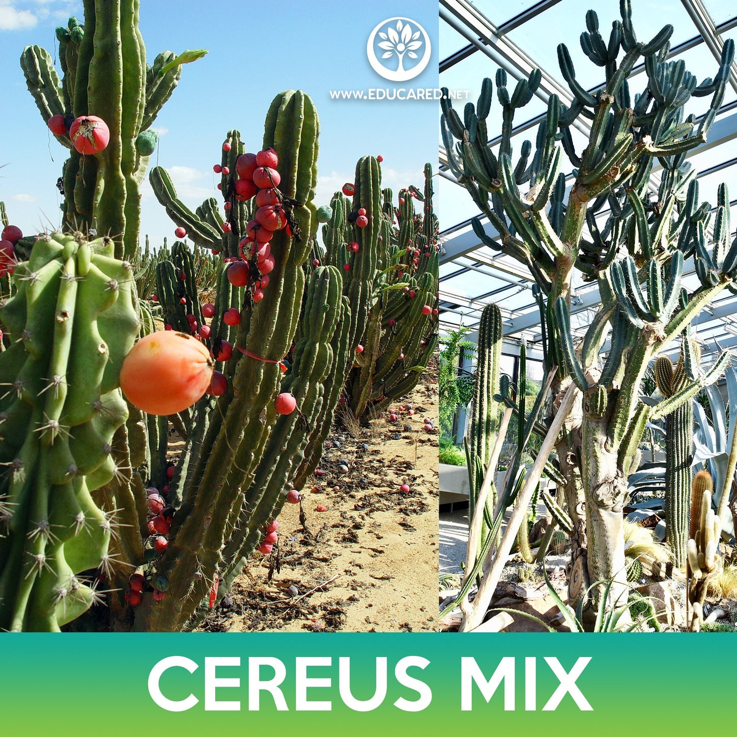 Cereus Cactus Mix Seeds