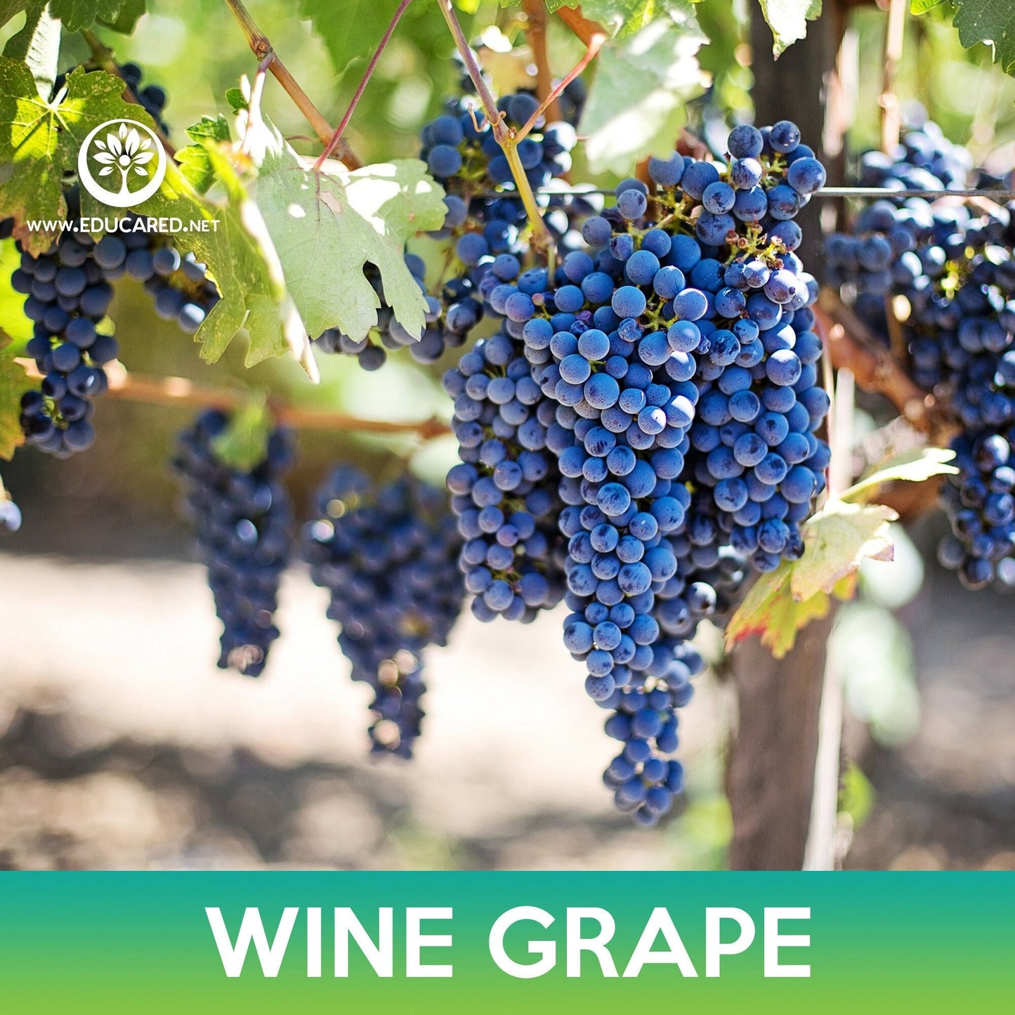 Wine Grape, Common Grape, Vitis vinifera