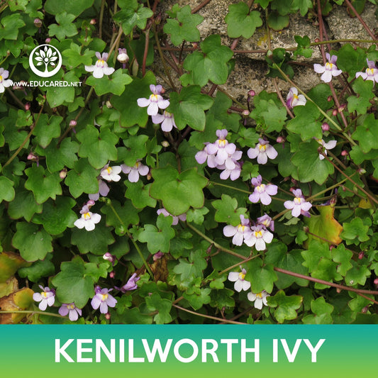 Kenilworth Ivy Seeds