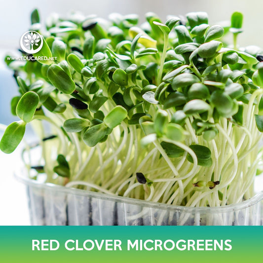 Red Clover Microgreens Seeds