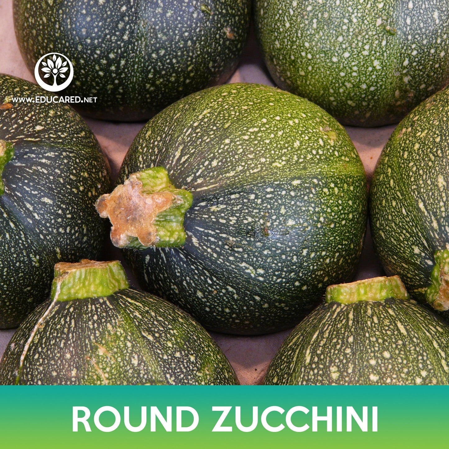Round Zucchini Seeds