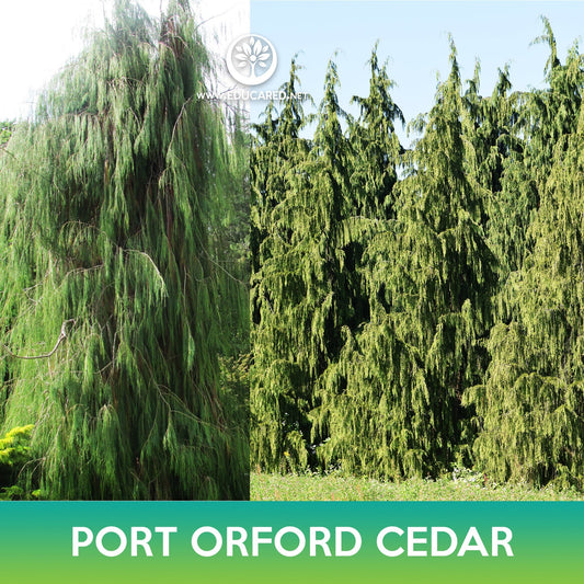 Port Orford Cedar Seeds, Lawson Cypress