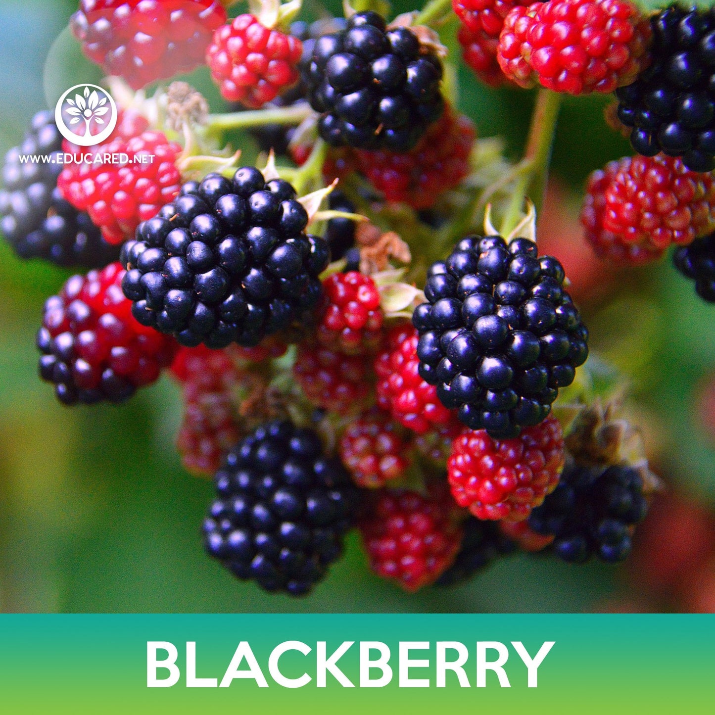 Blackberry Seeds, Rubus allegheniensis