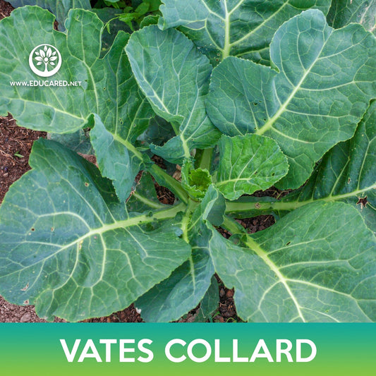 Vates Collard Seeds