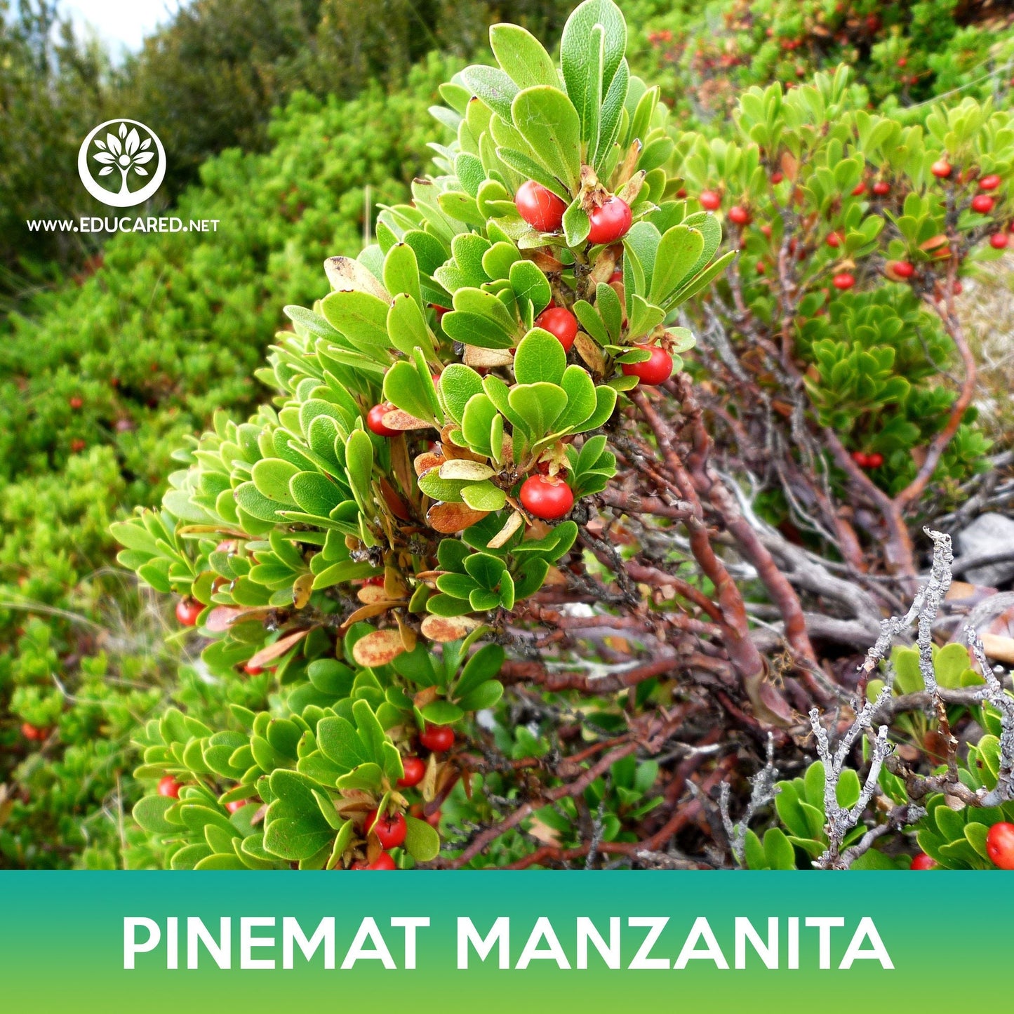 Pinemat Manzanita Groundcover Seeds, Arctostaphylos nevadensis