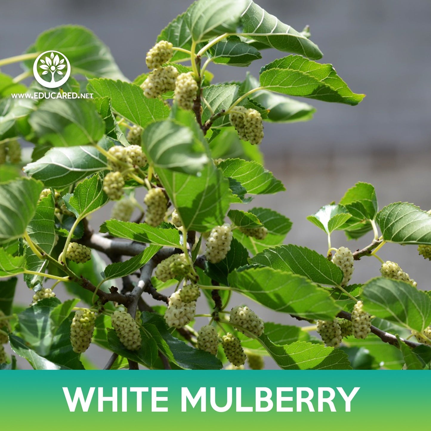 White Mulberry Seeds, Morus alba