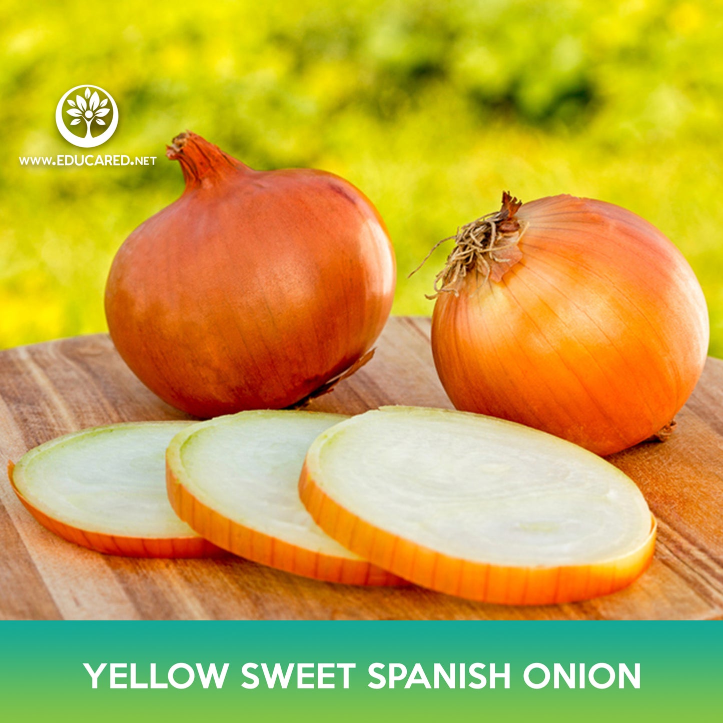 Yellow Sweet Spanish Onion Seeds