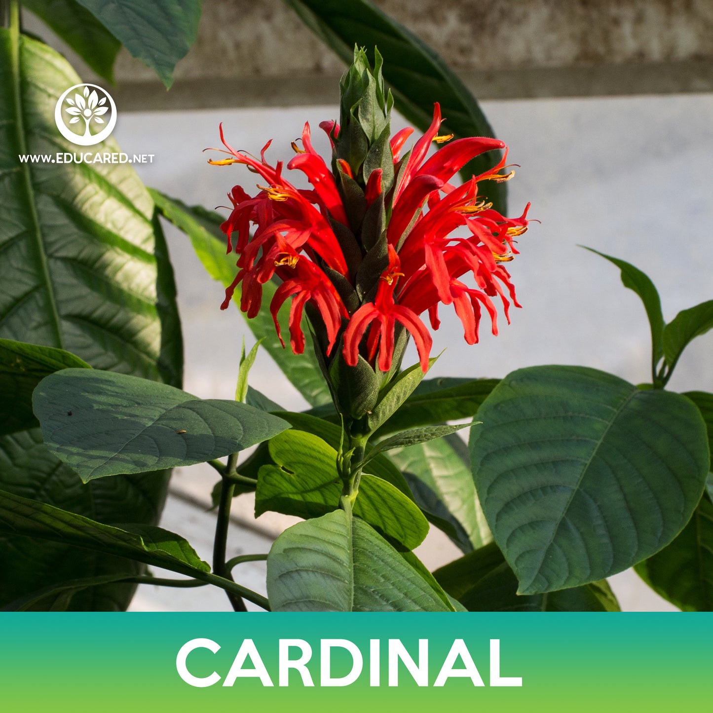 Cardinal Flower Seeds, Lobelia cardinalis