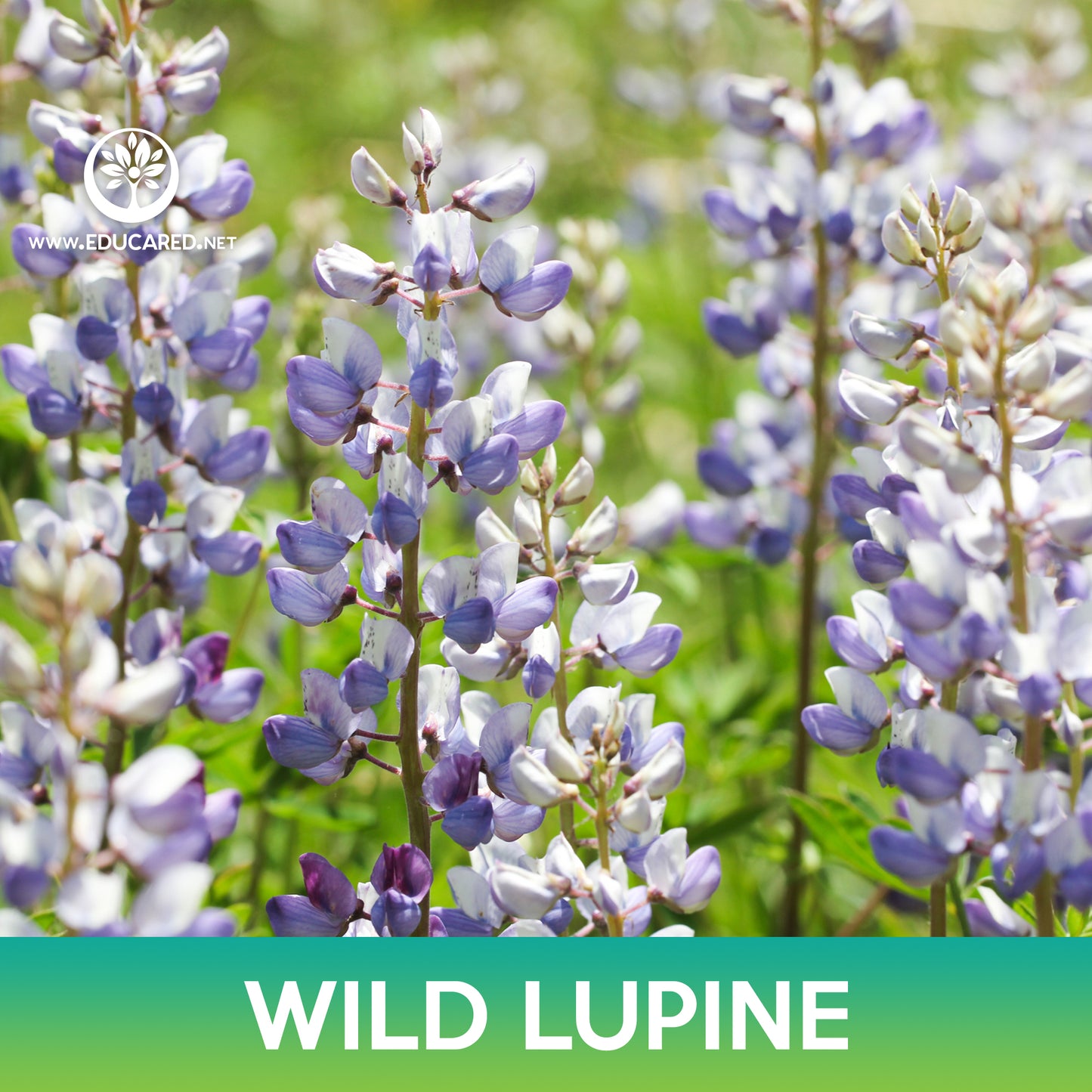 Wild Lupine Flower Seeds, Lupinus Perennis