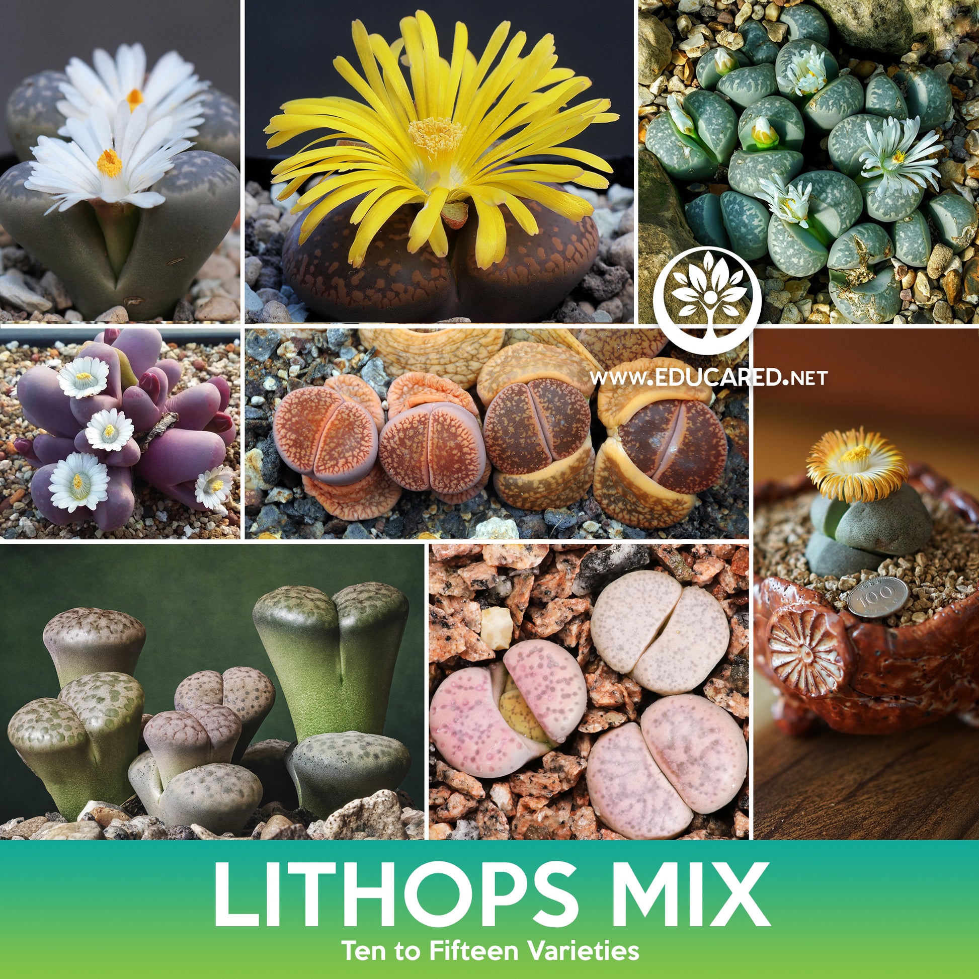 stone plant seeds Lithops (Living Stones) Succulent Mix Seeds – Educared