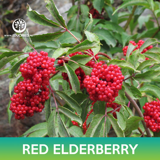 Red Elderberry Seeds, Sambucus racemosa