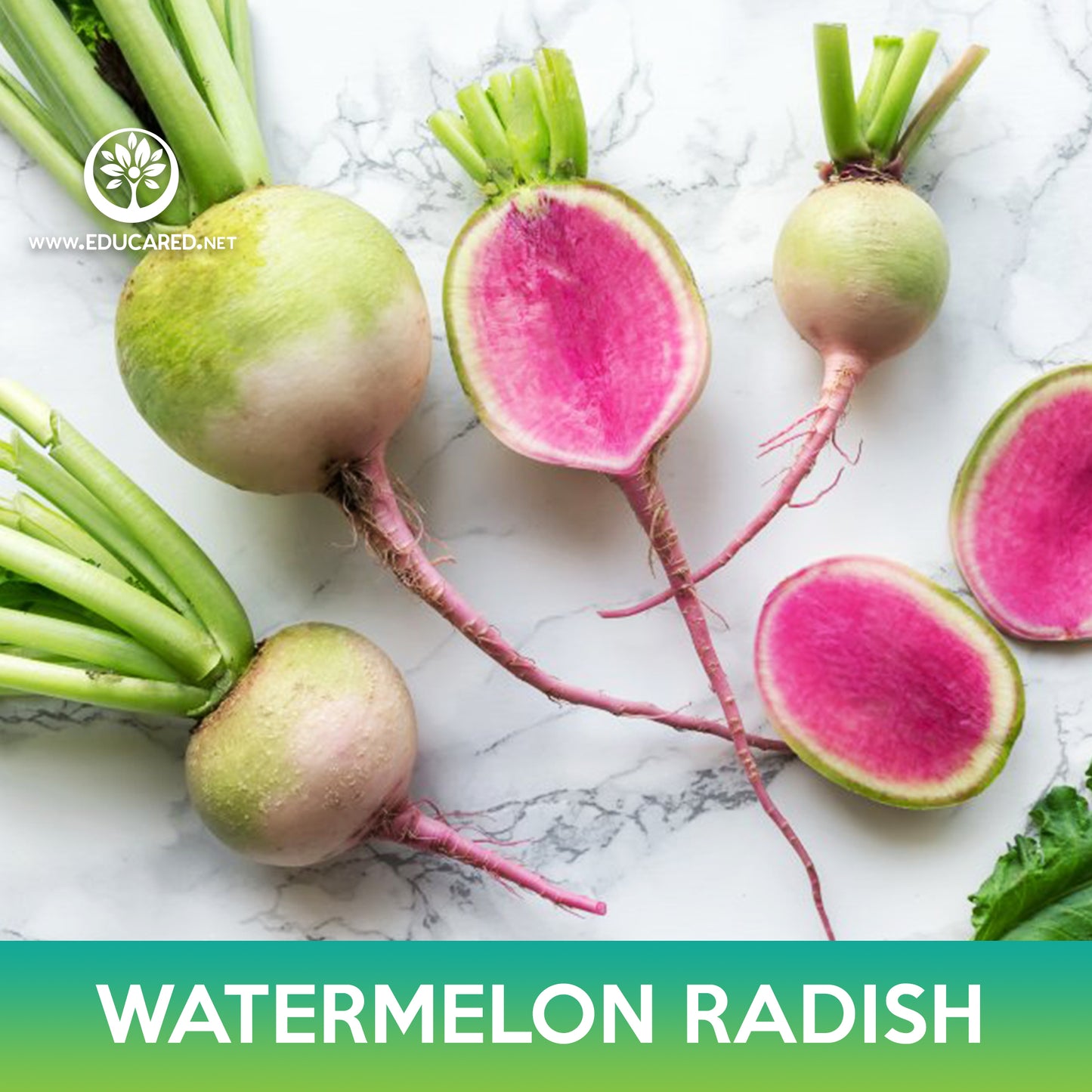Watermelon Radish Seeds