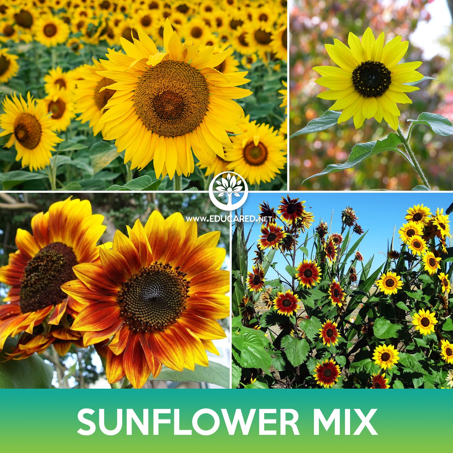Sunflower Mix Seeds