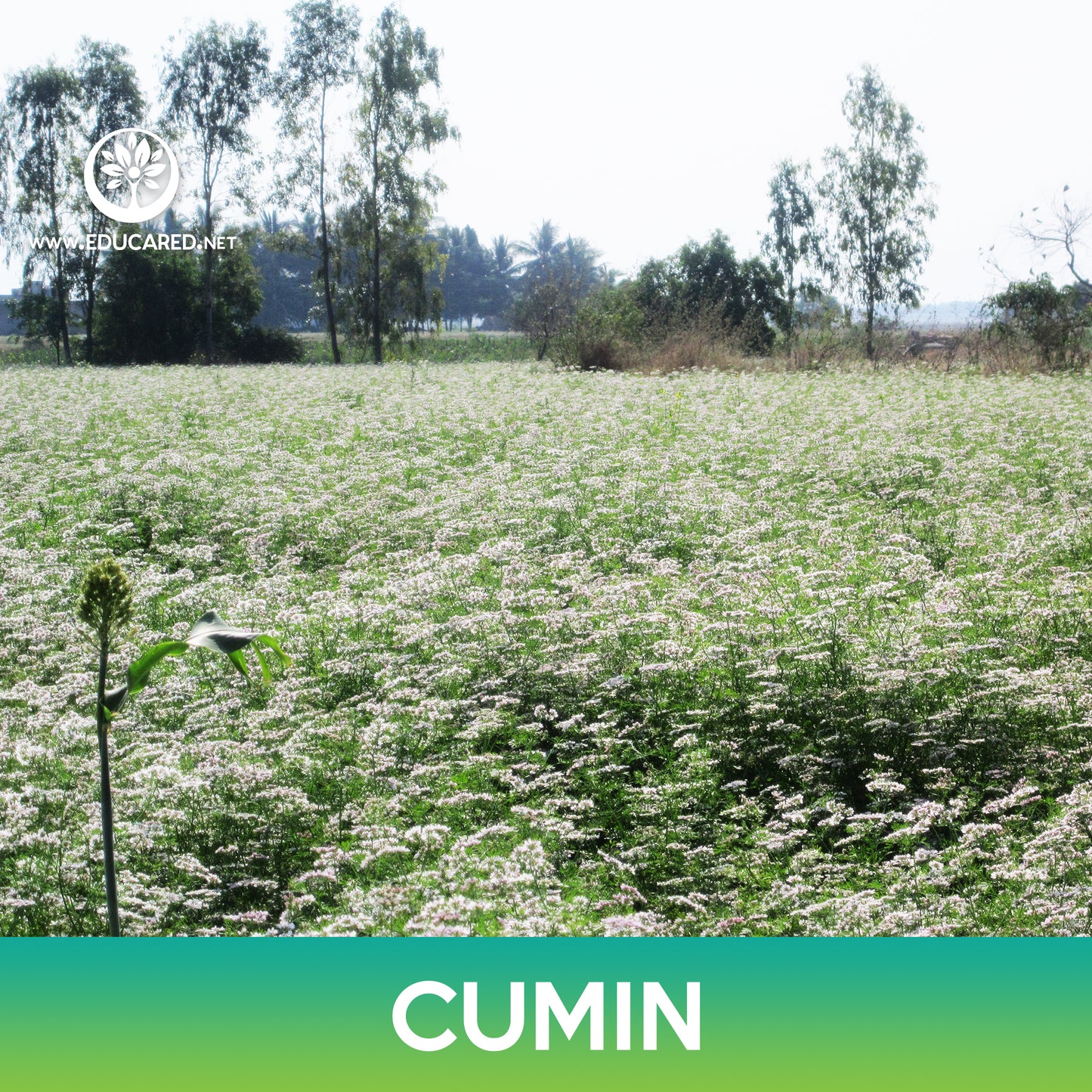 Cumin Seeds