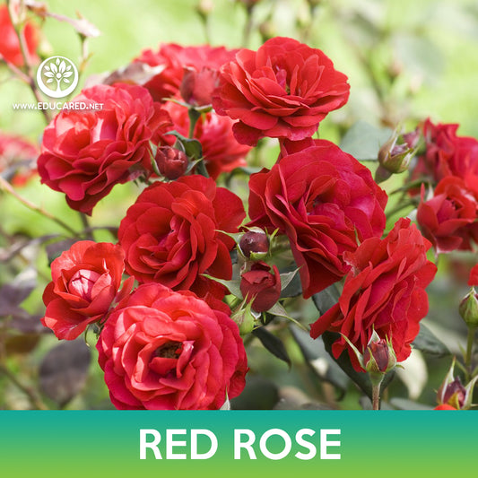 Red Rose Seeds