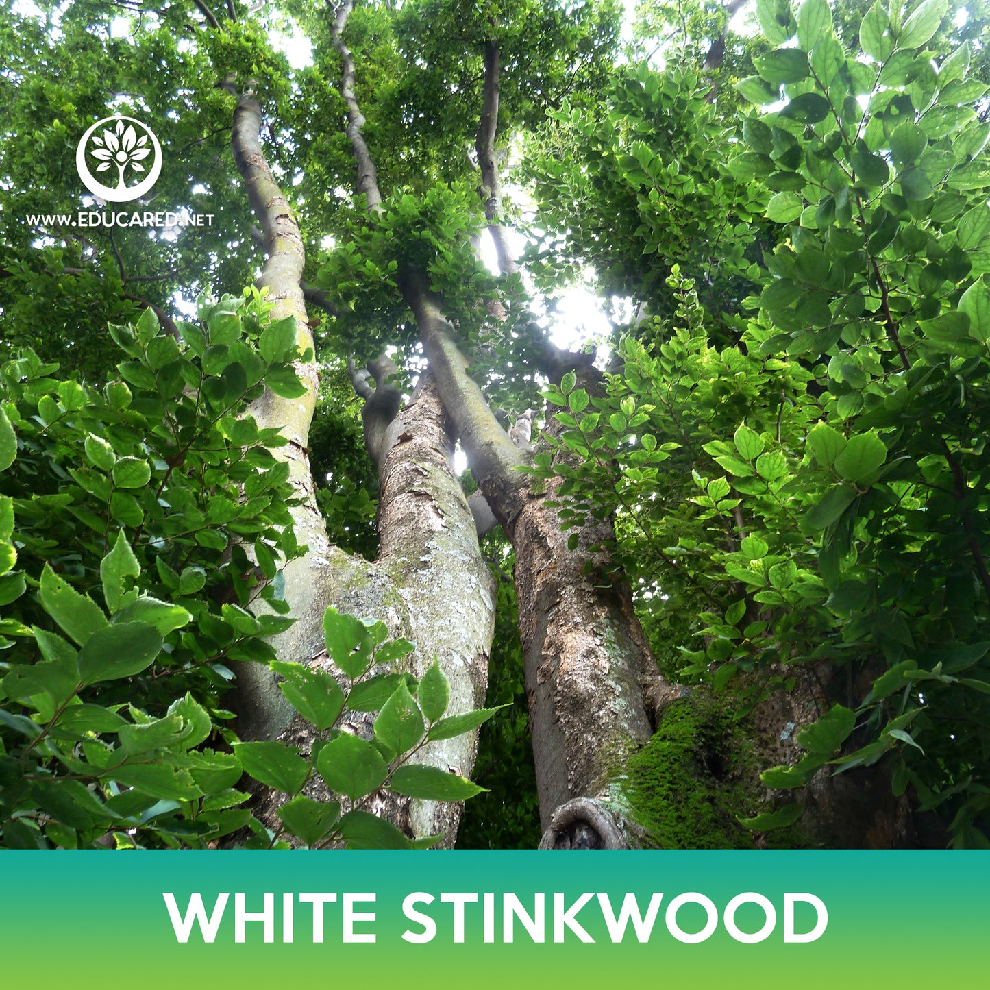 White Stinkwood Tree Seeds