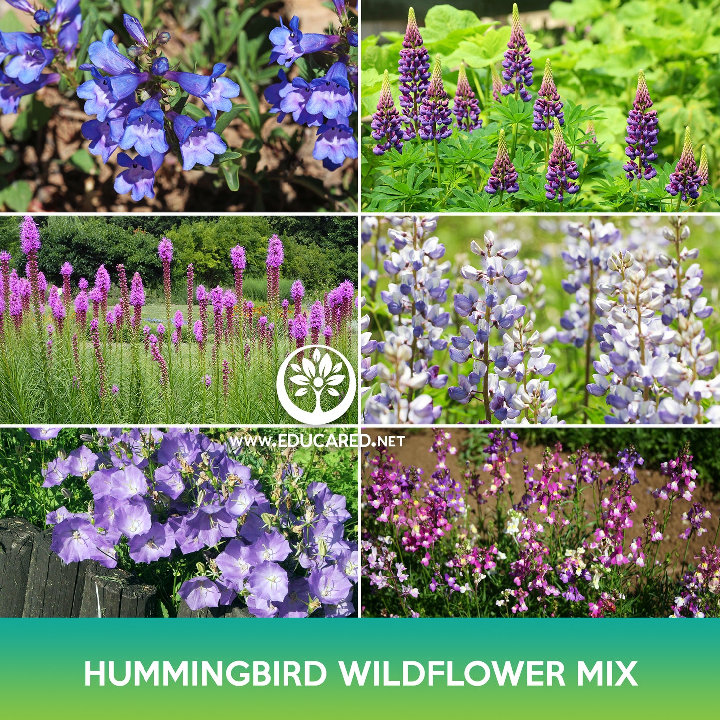 Hummingbird Wildflowers Mix Seeds