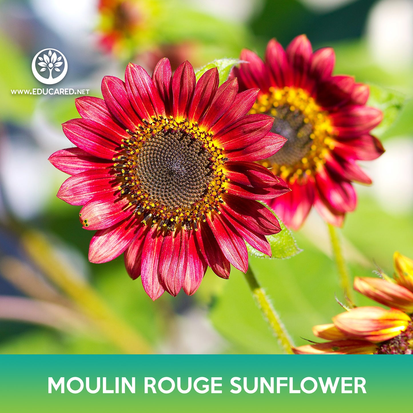 Moulin Rouge Sunflower Seed, Red Sunflower