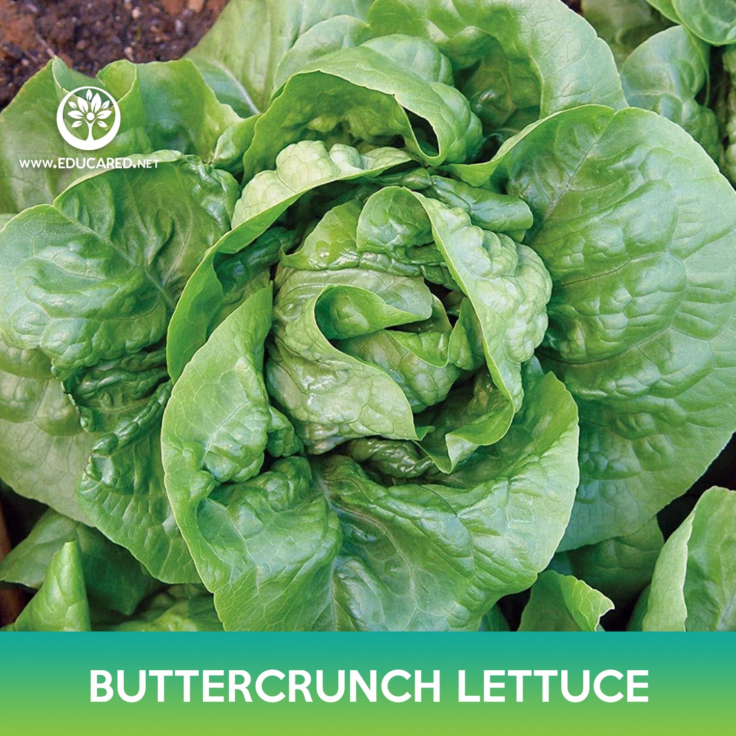 Buttercrunch Lettuce Seeds, Butterhead Lettuce
