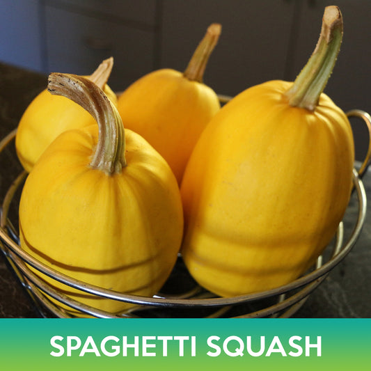 Spaghetti Squash Seeds