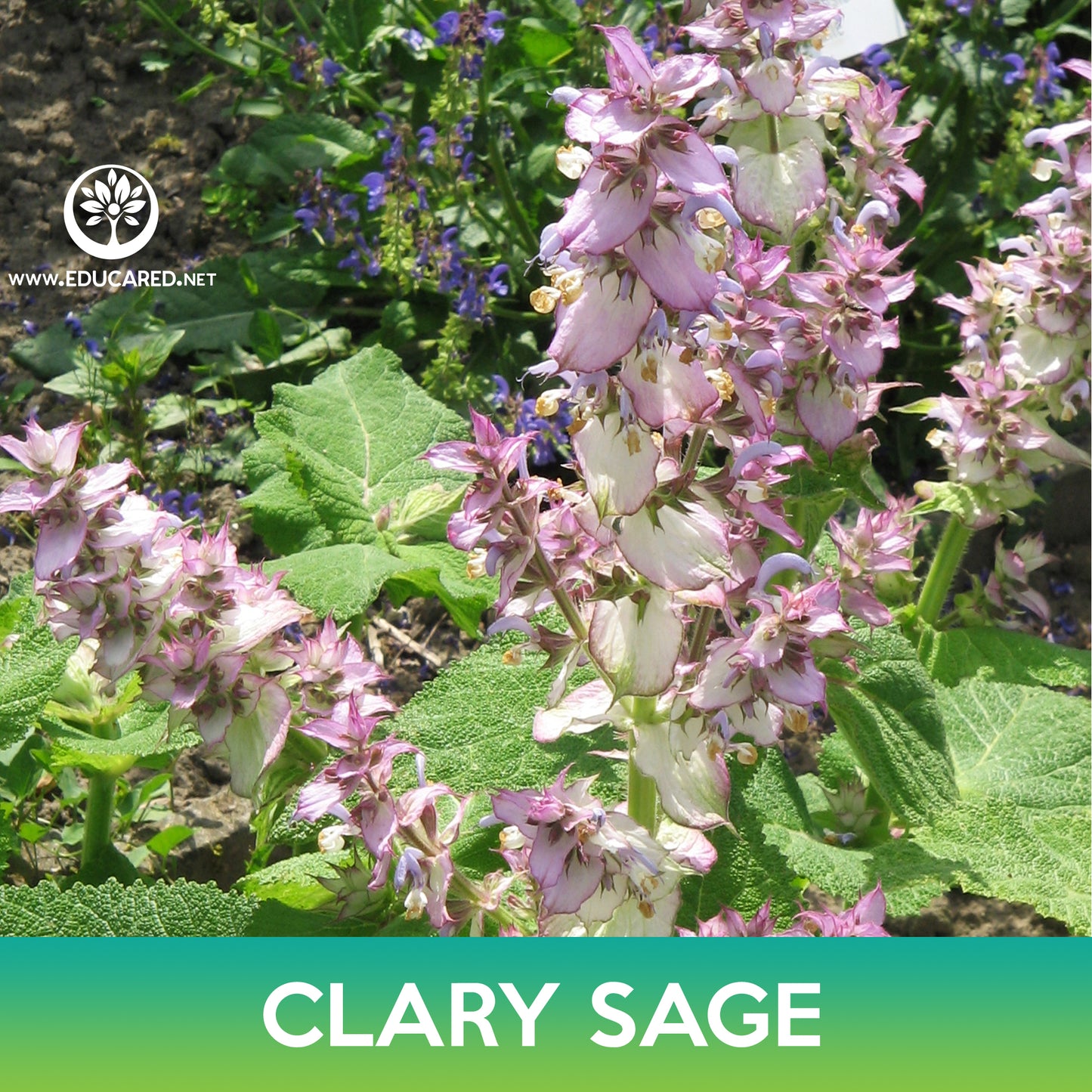 Bluish White Clary Sage Seeds, Salvia sclarea