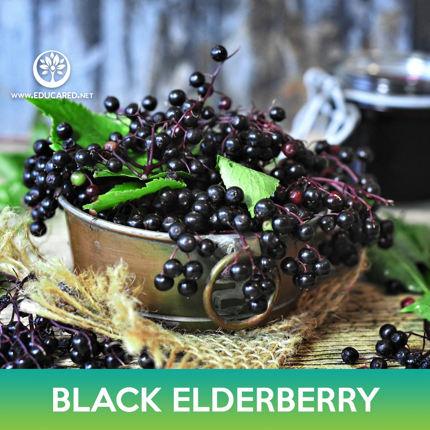 American Black Elderberry Seed