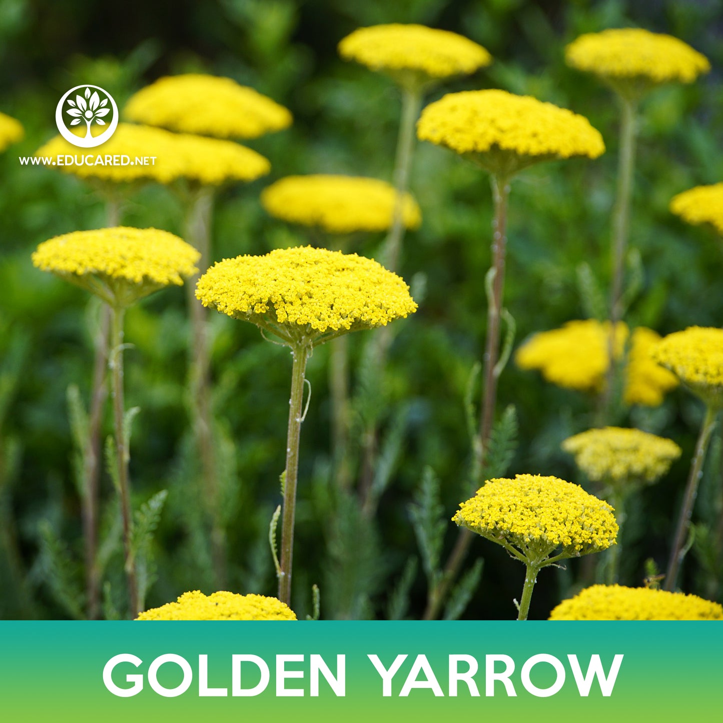 Golden Yarrow Seeds, Achillea filipendulina